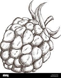 Blackberry Fruit Draw Stock Vector Image & Art - Alamy