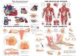 Human Anatomy Physiology Charts Templates