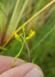 Image result for Melolobium