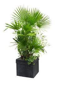 A Z List Of House Plants Common And Scientific Names European Fan Palm Plants Mediterranean Plants