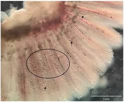 Image result for Dissotis gilgiana