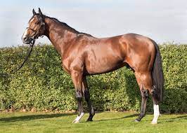 Haras de la Huderie on X: The Haras de la Huderie is excited to welcome  Birchwood to our stud. A horse which combines speed and precocity and is  Dark Angels first son