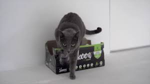 To tell the truth, skoon cat litter is somewhat too expensive in comparison with most clay litters. How To Skoon Box 2020 3 Youtube