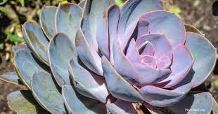 Maybe you would like to learn more about one of these? Echeveria Watering How To Water Echeveria Plants