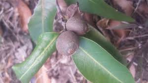 Image result for Polysphaeria