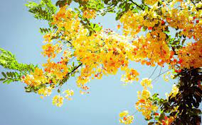 Pin By Prithi R Krishnan On Open Your Eyes Yellow Spring Flowers Yellow Blossom Yellow Flowers