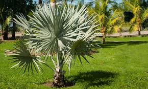 The gardener considers whether to buy and plant a large tree or to plant a fast growing tree. Best Exotic And Specimen Trees To Grow In New Jersey