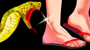 Qué le pasa a tu cuerpo cuando te muerde una serpiente? - YouTube