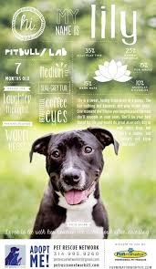 Dogs & puppies for adoption. This Is A Really Cute Idea For Pet Adoption Posters Could Post Them Around Town And Things Pet Adoption Dog Adoption Pets