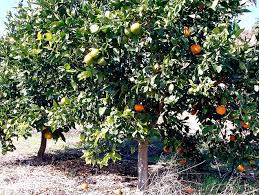 Check spelling or type a new query. Fruit Cocktail Tree Multiple Fruits Or Varieties Of The Same Fruit Grafted Onto The Same Tree Ex App Fruit Cocktail Tree Grafting Fruit Trees Fruit Garden