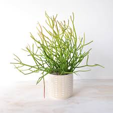 Experience lifelike buy a cactus at alibaba.com, ideal for decorating indoors and outdoors. Rouvalis Flowers Gardens Boston S Luxury Florist Offering Flower Delivery Plants Garden Design And Weekly Floral Succulent Delivery Perfect For The Home Or Office Hand Delivered In The Greater Boston Areaboston Pencil