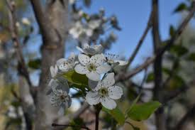 Maybe you would like to learn more about one of these? Bradford Flowering Pear