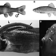 Explore a wide range of the best minnow red on aliexpress to find one that suits you! Fathead Minnow Sexual Dimorphism A Adult Male Fathead Minnow In Download Scientific Diagram