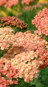 The plant does best in rich, moist soil, and it prefers to grow in. Online Plants Willowburn Plants