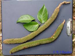 Image result for Mansoa