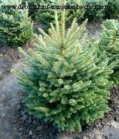 Posted in casa si gradina. Brazi De Craciun Brad Decorat De Craciun Vanzare Brazi Livrare Brazi Bucuresti Brazi Naturali B Servicii