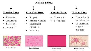 Check spelling or type a new query. Animal Tissues W3spoint