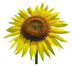 Sunflower Flower Png Image Flower Png Images Sunflower Flower Blossom Flower