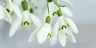 Check spelling or type a new query. October Flowers Which Fits This Season Wholesale Flowers Plants And Supplies Roobos