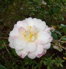 100 Mixed Double Camellia Impatiens Balsamina Flower Seeds 8 Colors Ebay Flower Seeds Flowers Seeds