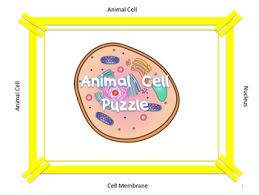 Maybe you would like to learn more about one of these? Animal Cell Organelle Pinwheel Vocabulary Puzzle Life Size Tpt