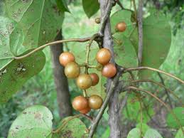 Image result for Tinospora fragosa