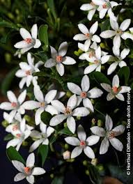 Image result for Eriosema monticola