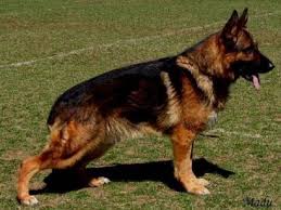 Von banach k9 of washington has east german shepherd dogs and puppies. Red Sable German Shepherd Puppies For Sale Zoe Fans Blog German Shepherd Puppies Sable German Shepherd Sable German Shepherd Puppies