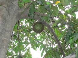 Image result for Treculia