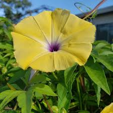 Image result for Ipomoea tuberculata