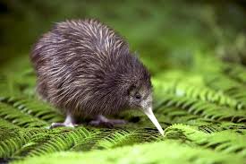 Baby Bird With No Feathers Birds The Fast Intrepid Distinctive Gorgeous And Cute Flightless Bird Animals Beautiful Baby Kiwi