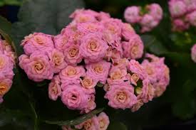 Image result for Kalanchoe calandiva