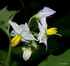 Image result for Solanum tettense