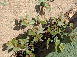 Image result for Euphorbia ophthalmica