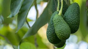 I do not want to get sick. A Complete Guide To Hass Avocado Trees This Old House