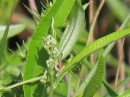 Image result for Ozoroa nitida