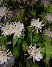 Image result for Oxypetalum
