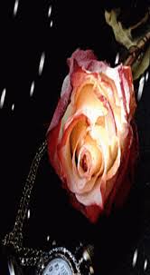 50 gambar bunga mawar ungu merah mawar putih beserta. Wallpaper Bunga Bergerak Untuk Hp Literatur