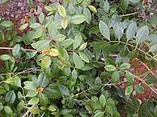 Attempt to index field 'wikibase' (a nil value). Khat Wikipedia