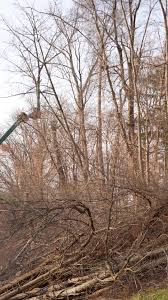 Tree Handler Insights: Fallbach & Sennebogen 718