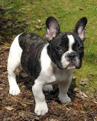 The french bulldog is a small breed of domestic dog. French Bulldog Breed History Temperament Care Training More Dogs And Dog Advice