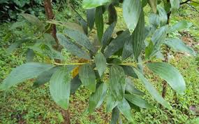 Image result for Acacia mangium