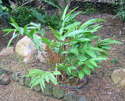 Image result for Renealmia