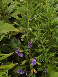 Image result for Vicia villosa