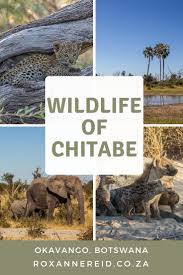 Wildlife Wonders Of Chitabe In The Okavango Botswana In 2020 Africa Travel Botswana Travel African Travel
