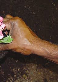 Image result for Blepharis swaziensis