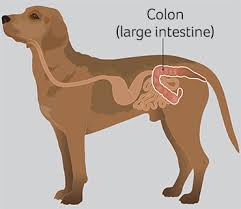Colitis In Dogs Pdsa