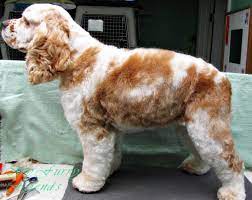 The hair can be 1 to 2 inches long, with ear hair lengths varying. Cocker Cuts