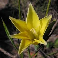 Image result for Gladiolus trichonemifolius