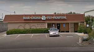 Search for other veterinary clinics & hospitals in san antonio on the real yellow pages®. Blue Cross Pet Hospital Img Vet In Roseville Marqueen Pet Emergency Specialty